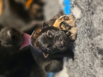 Schæferhund · Saksvik · Hundhamaren