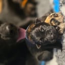 Tysk Schäferhund