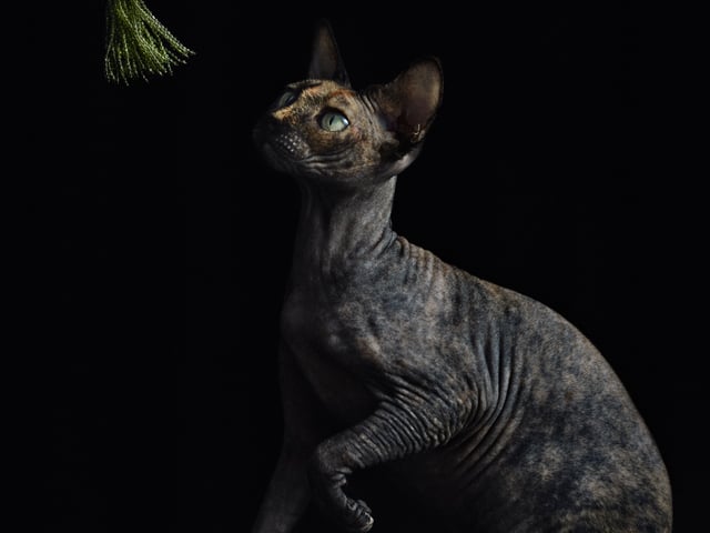 Sphynx