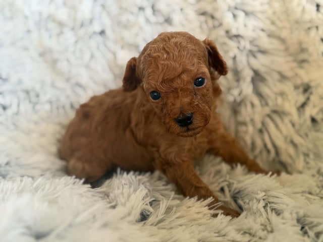 Toy puddel · Tumba · Samuel P.