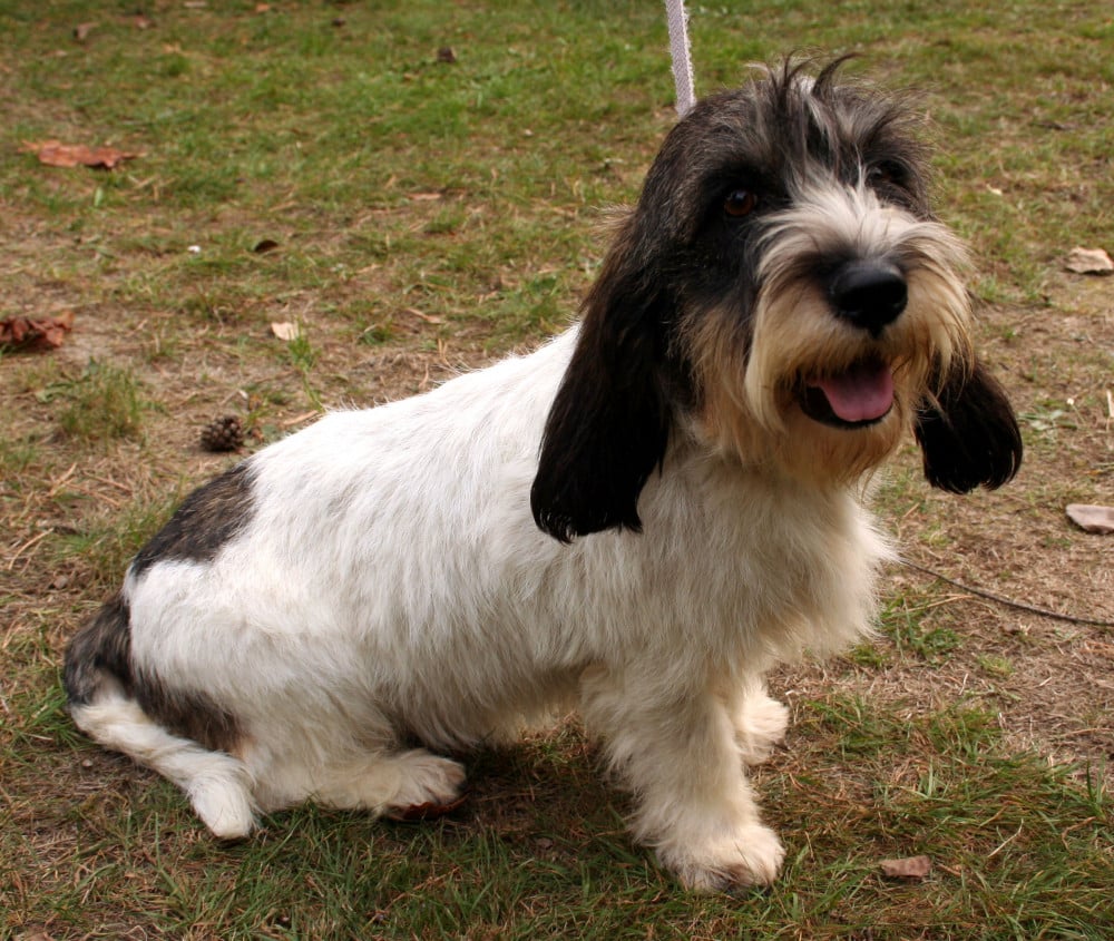 Petit basset griffon vendéen