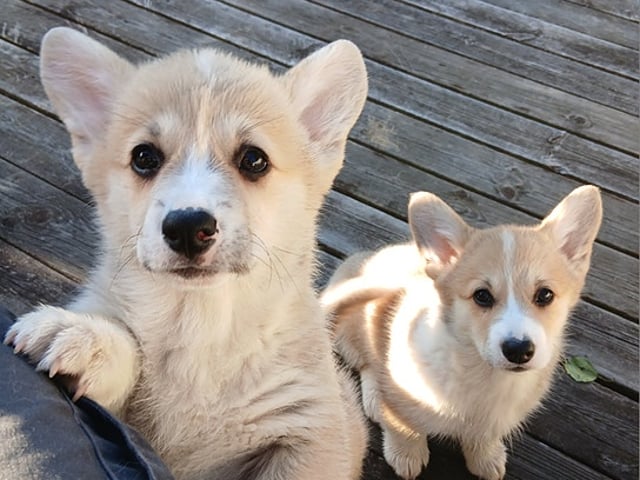 Welsh corgi pembroke