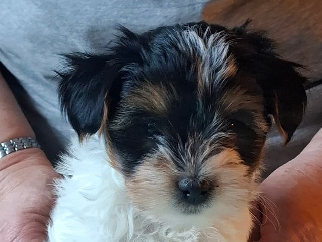 Biewer terrier