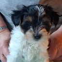 Biewer Terrier