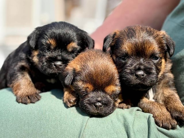 Border terrier