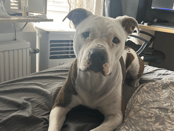 American bully · Gävle · Evelina B.