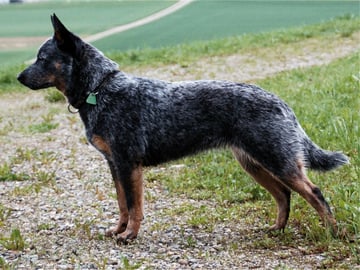 Australian cattledog