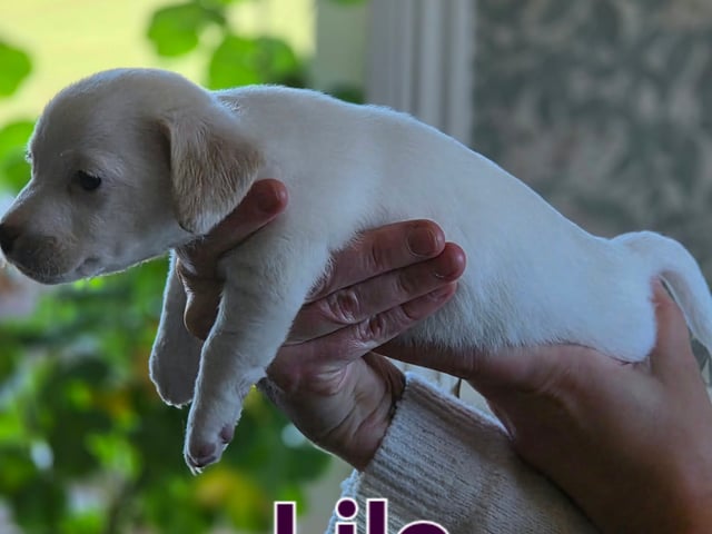 Jack Russell terrier