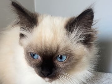 Ragdoll · Åled · Saededdin .