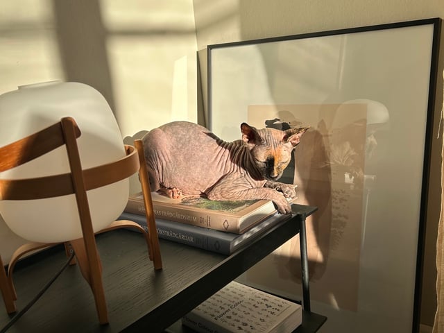 Sphynx