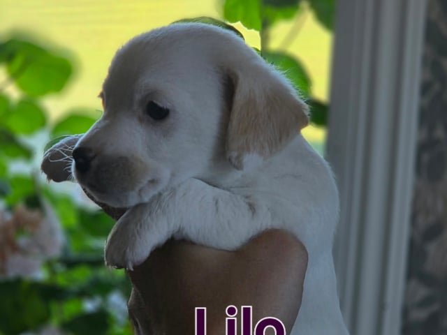 Jack Russell terrier