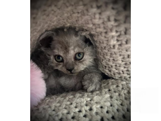 Selkirk Rex Longhair