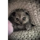 Selkirk Rex Langhår