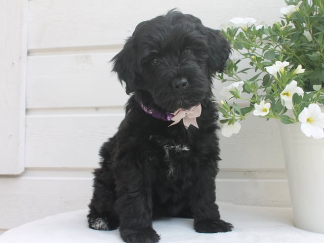 Aussiedoodle
