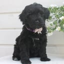 Aussiedoodle