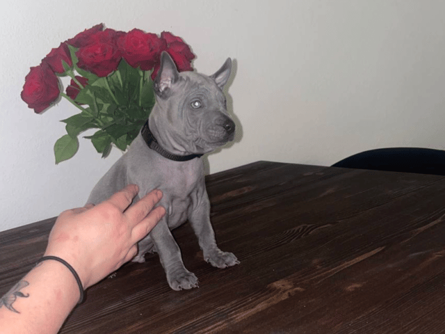 Thai ridgeback dog
