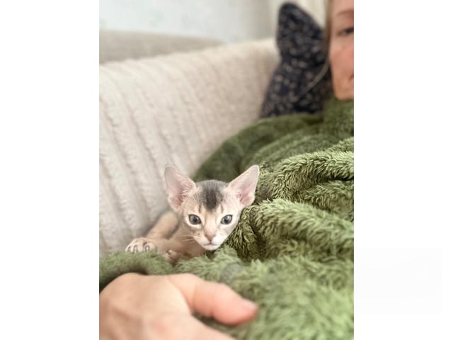 Abyssinier