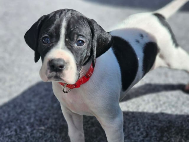 Pointer
