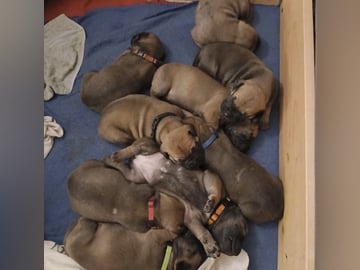 Boergarden boerboels
