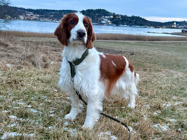 Welsh springer spaniel