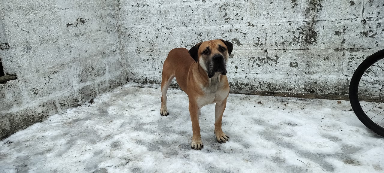 Boergarden boerboels
