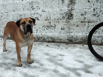 Boergarden boerboels