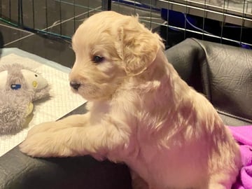 Bernedoodle · Hallstahammar · Smillas doodlar