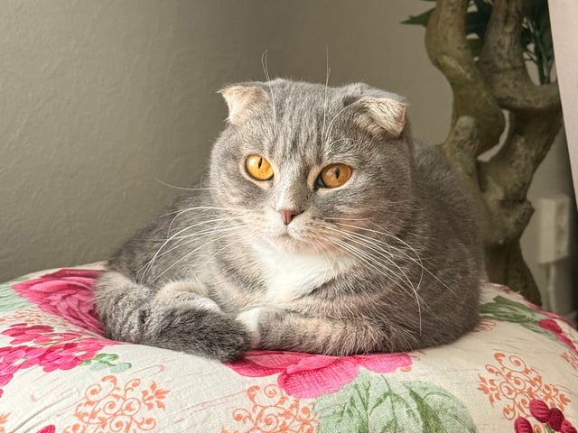 Scottish Fold