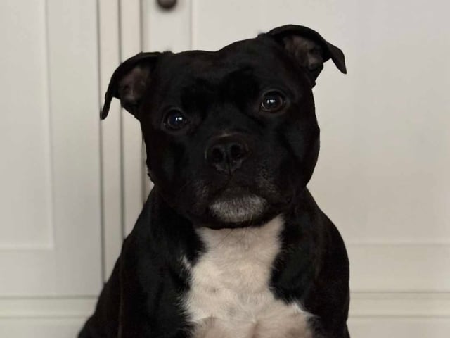 Staffordshire bull terrier