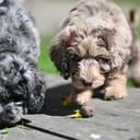 Labradoodle mini / mellan Labrador / Dvärg pudel