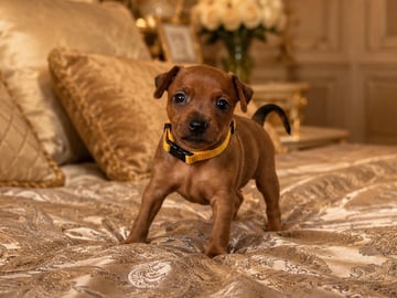 Dvärgpinscher