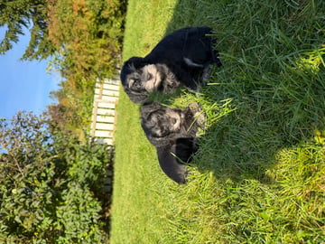 Dværgschnauzer · Snåsa · Kristoffer Okstad Fjerstad