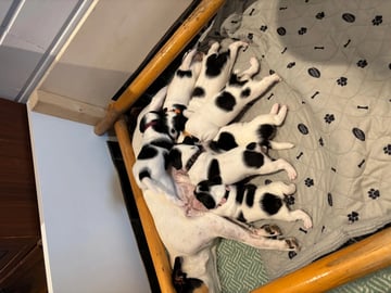 Dansk-svensk gårdhund · Beitstad · Linn Alice Berg