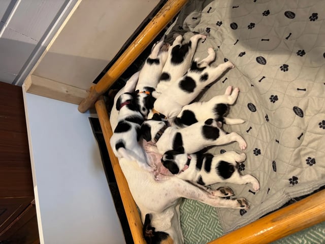 Dansk-svensk gårdhund · Beitstad · Linn Alice Berg