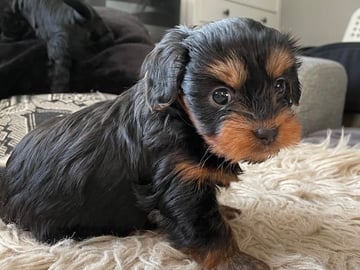 Yorkiepoo valpar toypudel yorkshireterrier · Näsviken · Lustbacka