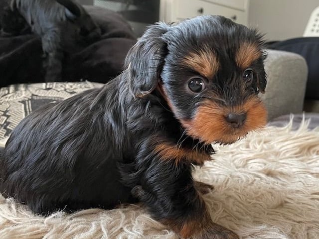 Yorkiepoo valpar toypudel yorkshireterrier · Näsviken · Lustbacka