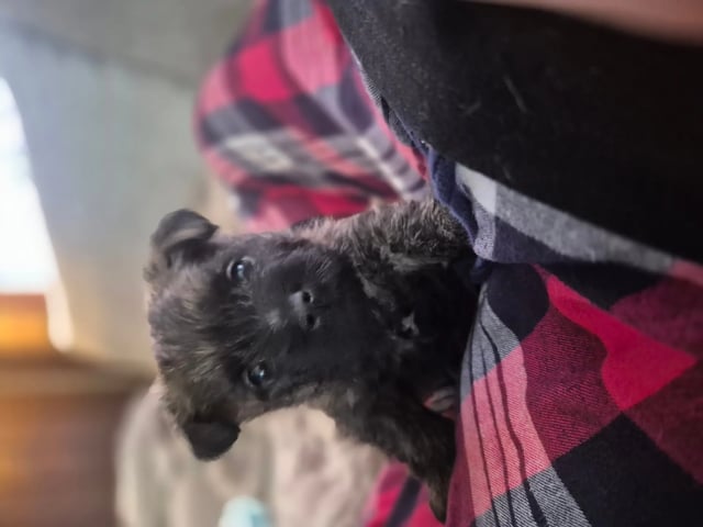 Cairn terrier