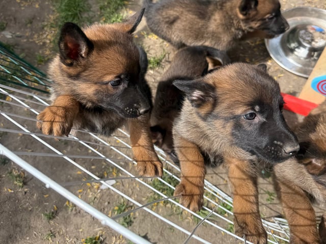 Belgisk hyrdehund – malinois