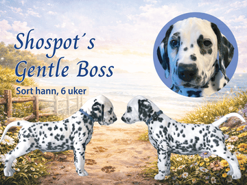 Kennel Shospot