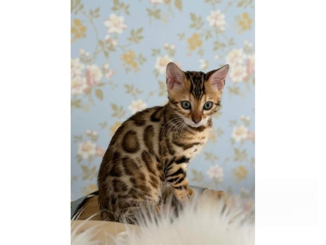 Bengal