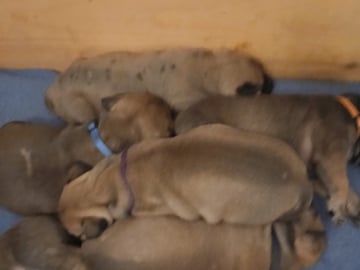 Boergarden boerboels