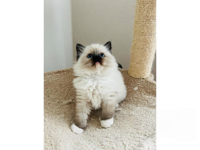 Ragdoll
