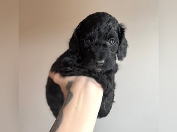 Royalcockerpoo