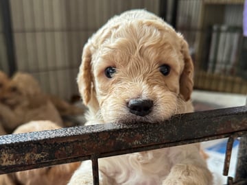 Labradoodle · Vänge · Vanessa W.