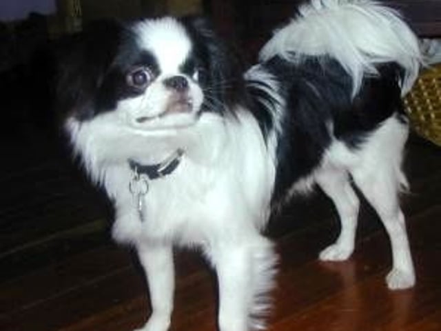 Japanese Chin