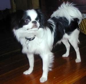 Japanese chin