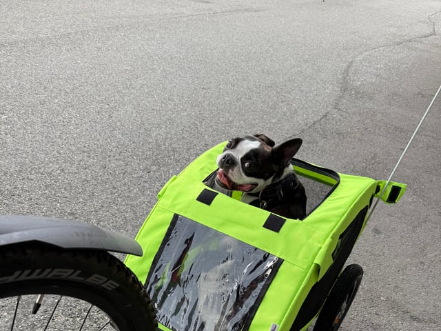 Boston terrier