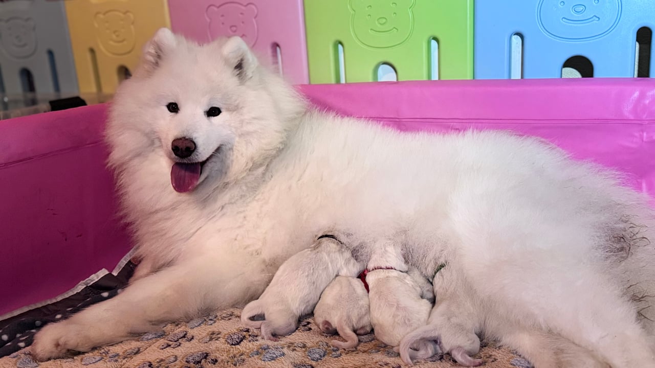 Arctic White Samoyed