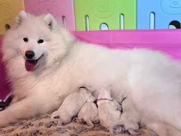 Arctic White Samoyed