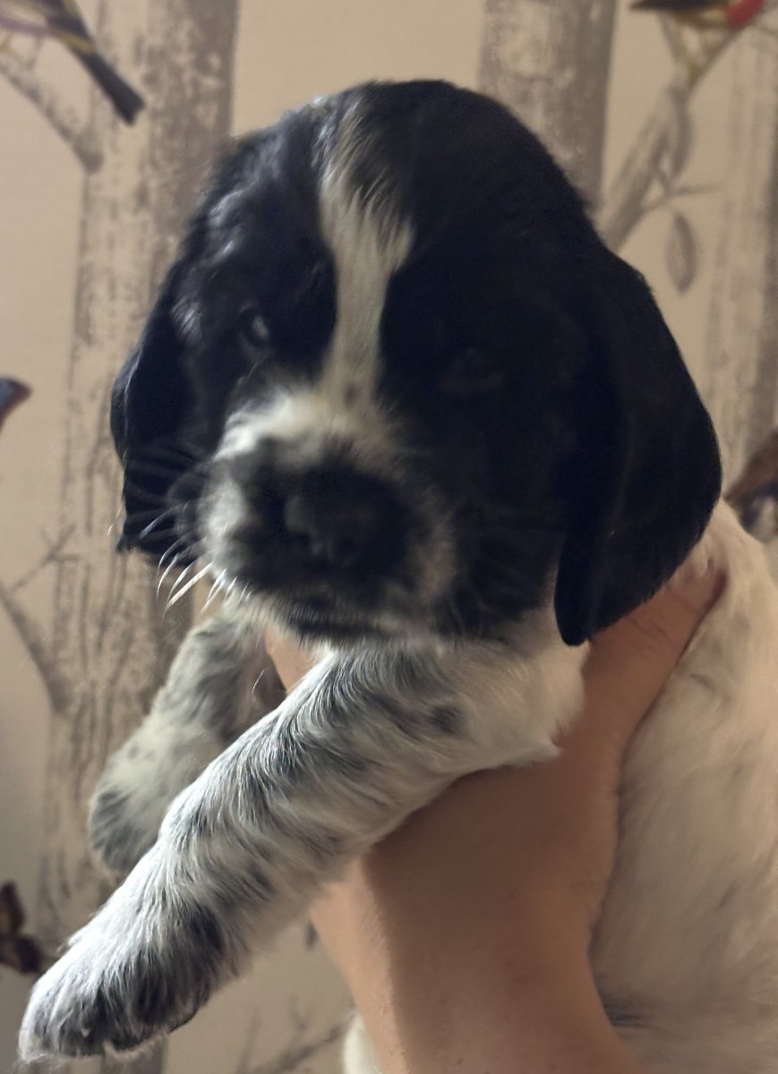 Passion Spaniels